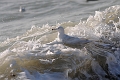 glaucous gull, glaucous gulls-06